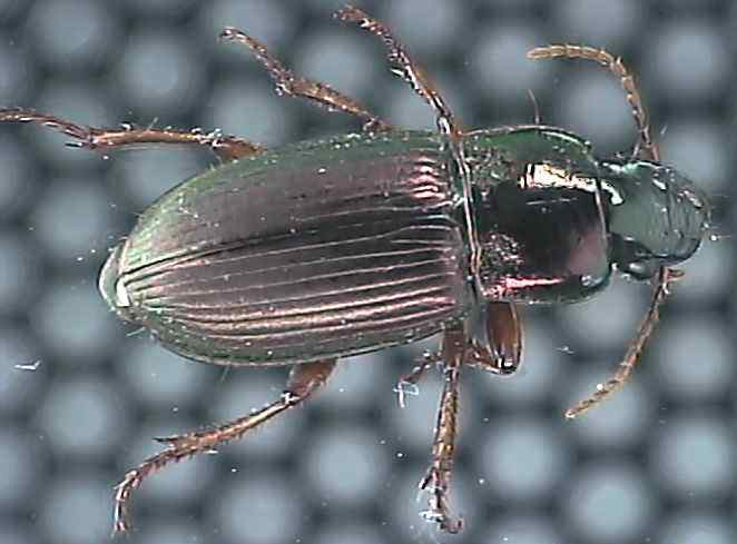 Harpalus affinis